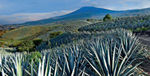 Tequila jalisco y Paisaje agavero, patrimonio de la humanidad en México