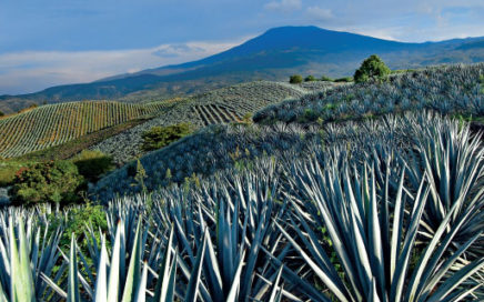 Tequila jalisco y Paisaje agavero, patrimonio de la humanidad en México