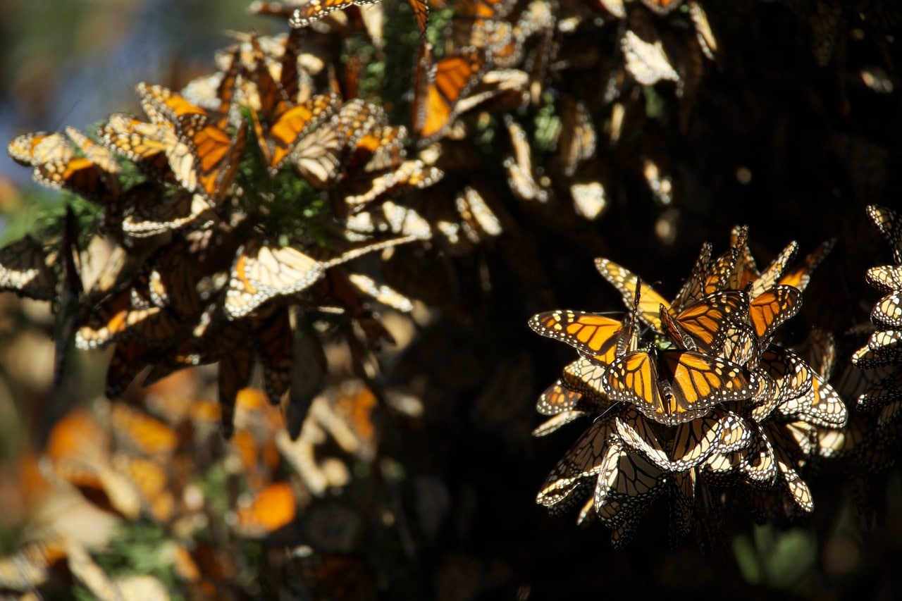 santuario de la mariposa Monarca valle de bravo michoacán