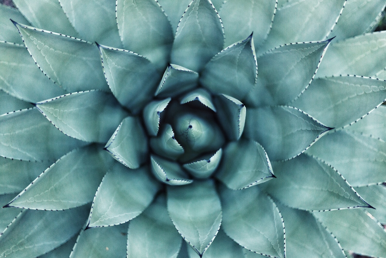 Productos de agave
